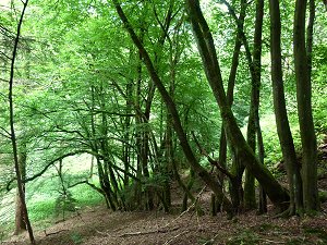 Alte Buchenhecke