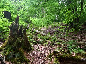 Natur im Perlenbachtal bei Stammbach